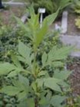  Dahurian Patrinia Herb P.E